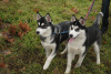 Photo №4. I will sell siberian husky in the city of Kherson. private announcement, breeder - price - 243$
