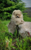 Photo №4. I will sell pomeranian in the city of Minsk. breeder - price - 208$