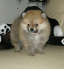 Additional photos: Pomeranian Spitz, sable puppies!