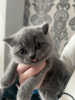 Photo №1. british shorthair - for sale in the city of Wiesbaden | 53$ | Announcement № 87926