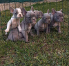 Photo №2 to announcement № 125043 for the sale of french bulldog - buy in Serbia 