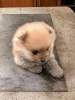 Photo №2 to announcement № 96425 for the sale of pomeranian - buy in Serbia breeder