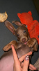 Photo №4. I will sell dachshund in the city of Warsaw. breeder - price - negotiated