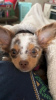 Photo №1. chihuahua - for sale in the city of Paris | negotiated | Announcement № 126849