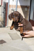 Photo №4. I will sell dachshund in the city of Kikinda. breeder - price - negotiated