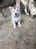 Photo №2 to announcement № 81675 for the sale of siberian husky - buy in Germany private announcement, from nursery