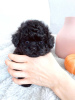 Photo №2 to announcement № 77603 for the sale of poodle (toy) - buy in Austria 