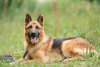 Photo №2 to announcement № 24925 for the sale of german shepherd - buy in Russian Federation from the shelter