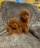 Photo №2 to announcement № 96214 for the sale of poodle (toy) - buy in Germany private announcement