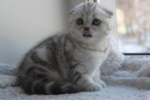 Photo №2 to announcement № 5630 for the sale of scottish fold - buy in Russian Federation breeder