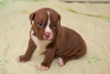 Photo №2 to announcement № 69411 for the sale of american bully - buy in Russian Federation private announcement, breeder