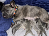 Additional photos: Stunning French Bulldog pups