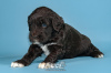 Photo №2 to announcement № 98480 for the sale of portuguese water dog - buy in Portugal breeder