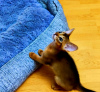 Photo №2 to announcement № 123569 for the sale of abyssinian cat - buy in Russian Federation private announcement