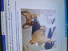 Photo №1. basenji - for sale in the city of Almaty | negotiated | Announcement № 50681