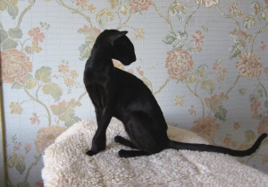 Photo №2 to announcement № 3278 for the sale of oriental shorthair - buy in Russian Federation from nursery