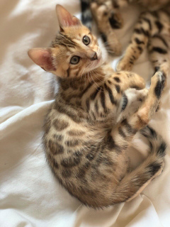 Photo №3. Bengal kittens boys are waiting for moms and dads, the most worthy and loving.. Russian Federation