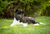 Additional photos: American Akita puppies