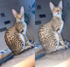 Photo №1. savannah cat - for sale in the city of Perth | 2600$ | Announcement № 23464