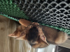 Additional photos: Certified cattery of Abyssinian kittens