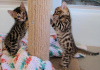 Photo №1. bengal cat - for sale in the city of Антверпен | 211$ | Announcement № 88673