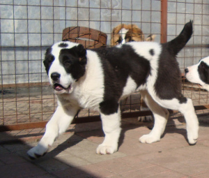Photo №2 to announcement № 1375 for the sale of central asian shepherd dog - buy in Ukraine from nursery