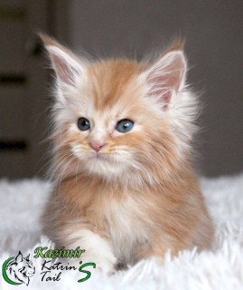 Photo №1. maine coon - for sale in the city of St. Petersburg | 540$ | Announcement № 6467