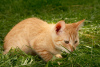 Photo №3. Wonderful kittens as a gift. Belarus