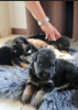 Photo №4. I will sell german shepherd in the city of Pisarzowice. private announcement, breeder - price - 845$