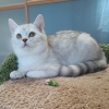 Photo №2 to announcement № 40314 for the sale of british shorthair - buy in Russian Federation private announcement