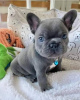 Photo №1. french bulldog - for sale in the city of Stockholm | Is free | Announcement № 84880