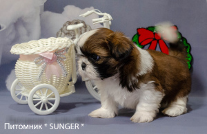 Photo №1. shih tzu - for sale in the city of Krivoy Rog | negotiated | Announcement № 4347