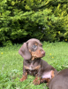 Photo №2 to announcement № 100226 for the sale of dachshund - buy in Germany private announcement