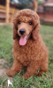 Photo №1. poodle (toy) - for sale in the city of Zrenjanin | negotiated | Announcement № 107647