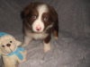 Photo №2 to announcement № 93028 for the sale of australian shepherd - buy in Sweden private announcement