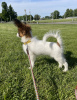 Photo №2 to announcement № 103230 for the sale of papillon dog - buy in Canada from nursery