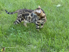 Photo №1. bengal cat - for sale in the city of Birmingham | negotiated | Announcement № 112029