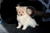 Photo №3. KC REGISTERED Pure Pomeranian puppies . Germany