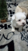 Photo №1. maltese dog - for sale in the city of Belgrade | negotiated | Announcement № 11569