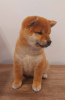 Photo №2 to announcement № 54528 for the sale of shiba inu - buy in Serbia breeder