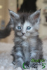 Photo №3. Maine Coon girl. Russian Federation