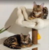 Additional photos: Bengal kittens for sale