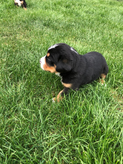 Photo №3. I will sell puppies of the Great Swiss Mountain Dog. Russian Federation