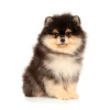 Photo №2 to announcement № 110488 for the sale of german spitz, pomeranian, finnish spitz - buy in Russian Federation private announcement, breeder