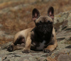 Photo №2 to announcement № 71932 for the sale of french bulldog - buy in Ukraine private announcement, from nursery, breeder