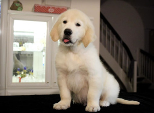 Photo №3. Puppies GOLDEN RETRIEVER. Ukraine