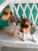 Photo №2 to announcement № 54776 for the sale of beagle - buy in Finland breeder