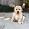 Photo №1. golden retriever - for sale in the city of State Line | 400$ | Announcement № 43822