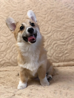 Photo №3. Welsh Corgi Pembroke. Girls.. Russian Federation