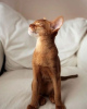 Photo №1. abyssinian cat - for sale in the city of Дортмунд | 571$ | Announcement № 123138